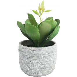 Succulent Potted Green - 14cm Tall