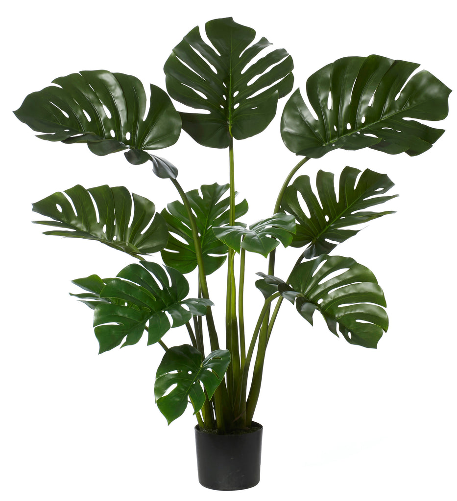 Monstera Plant - 122cm tall