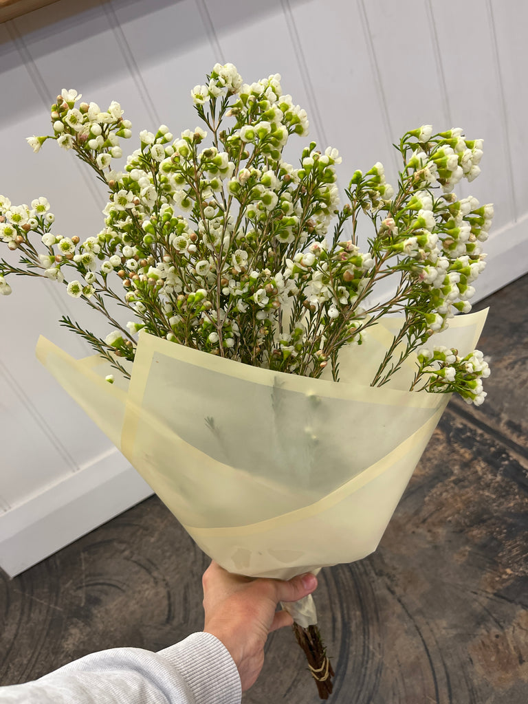 Geralton Wax Bunch - White
