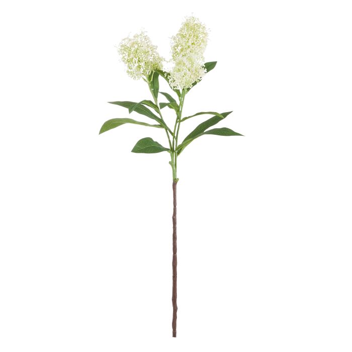 Skimmia Spray - 60cm