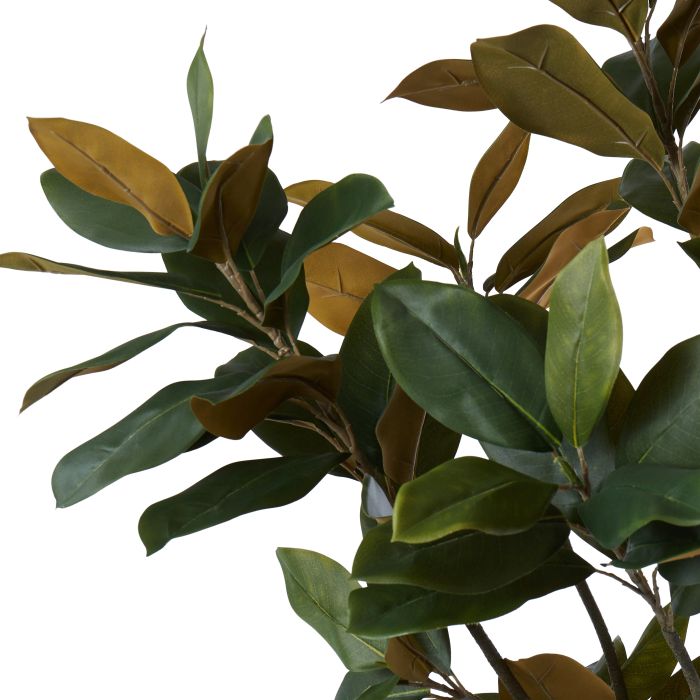 Magnolia Tree - 183cm tall