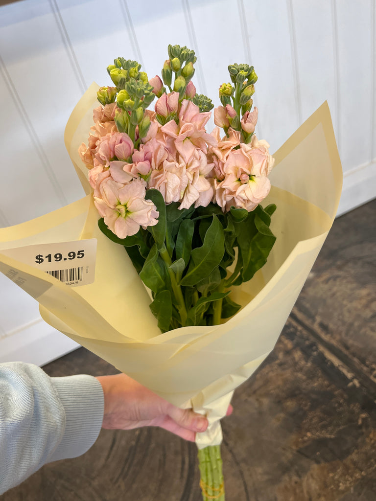 Snapdragon Bunch - Soft Pink