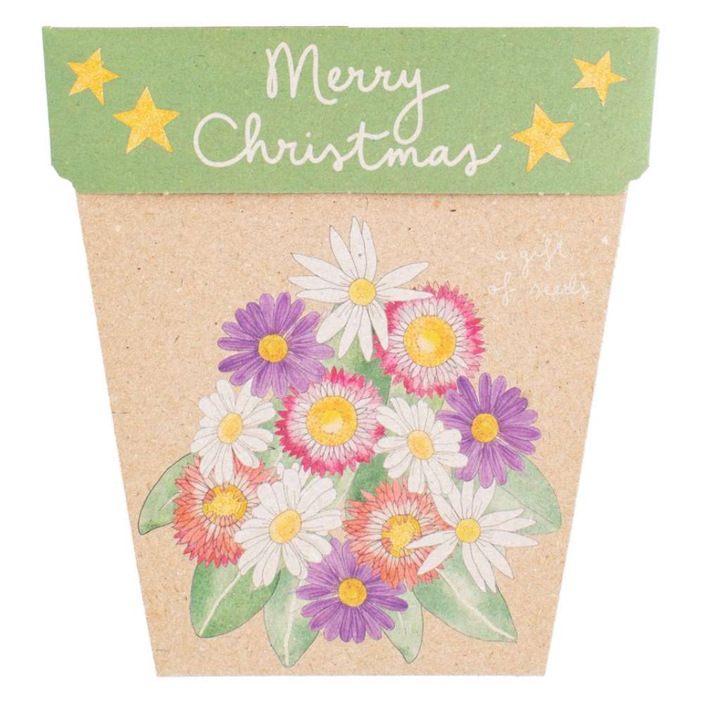 Christmas Native Daisies Gift of Seeds