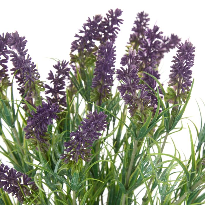 Lavender Plant - 35cm