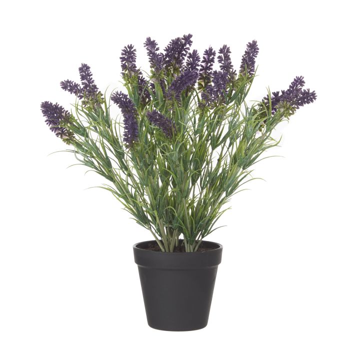 Lavender Plant - 35cm