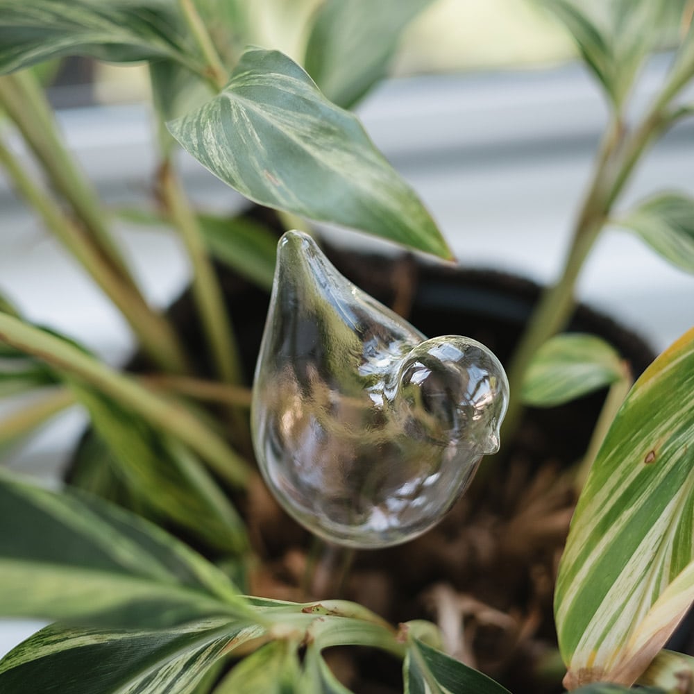 Plant Watering Bubble - Bird