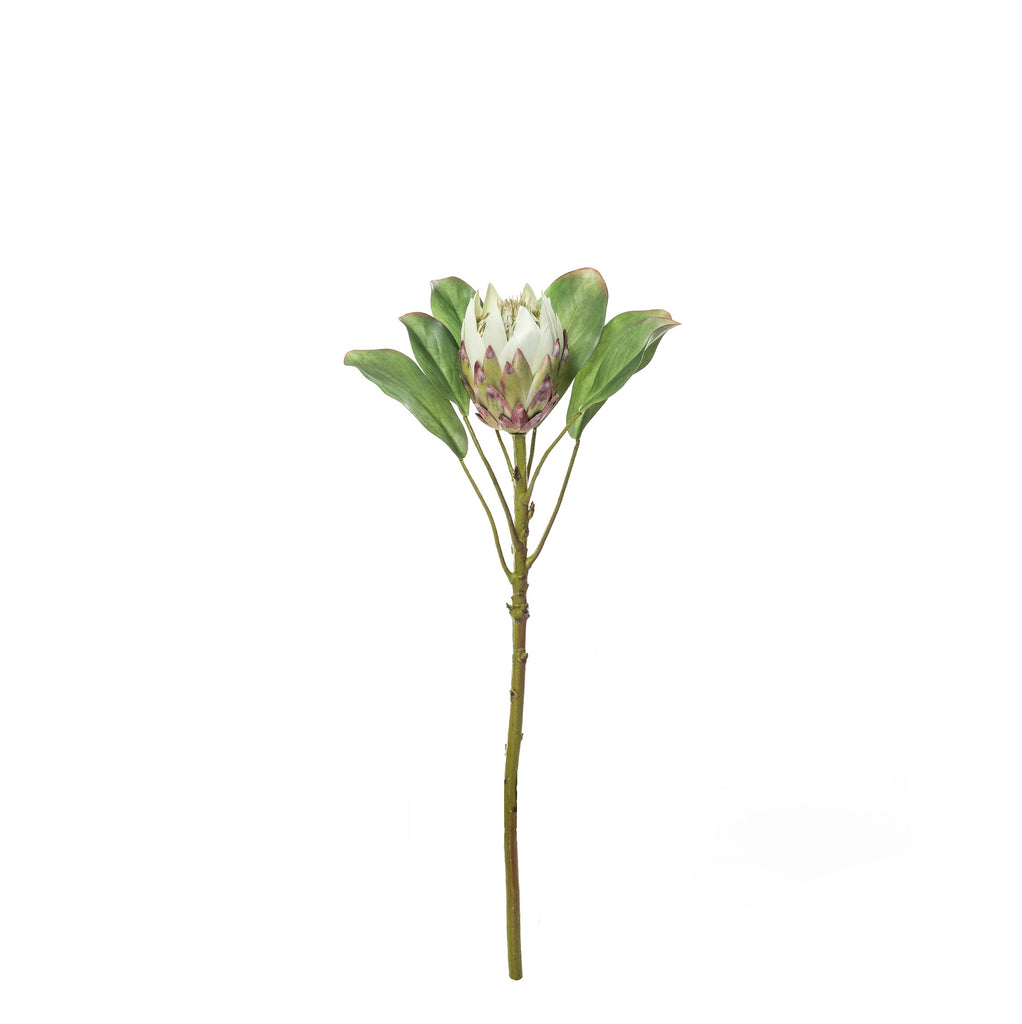 Grand King Protea Stem - Soft Green